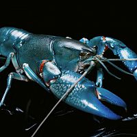 Depressed lobsters and the dividend yield trap