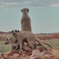 Meerkats and Market Behaviour - Thoughts on October's stock market fall