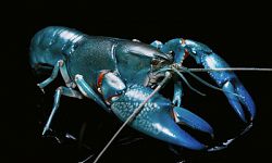 Depressed lobsters and the dividend yield trap