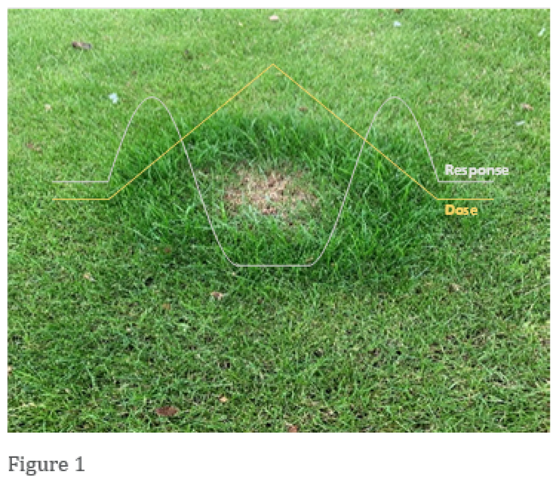 grass.png